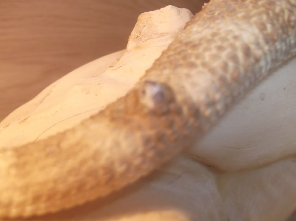 bearded-dragon-possible-cyst-tumour-reptile-forums