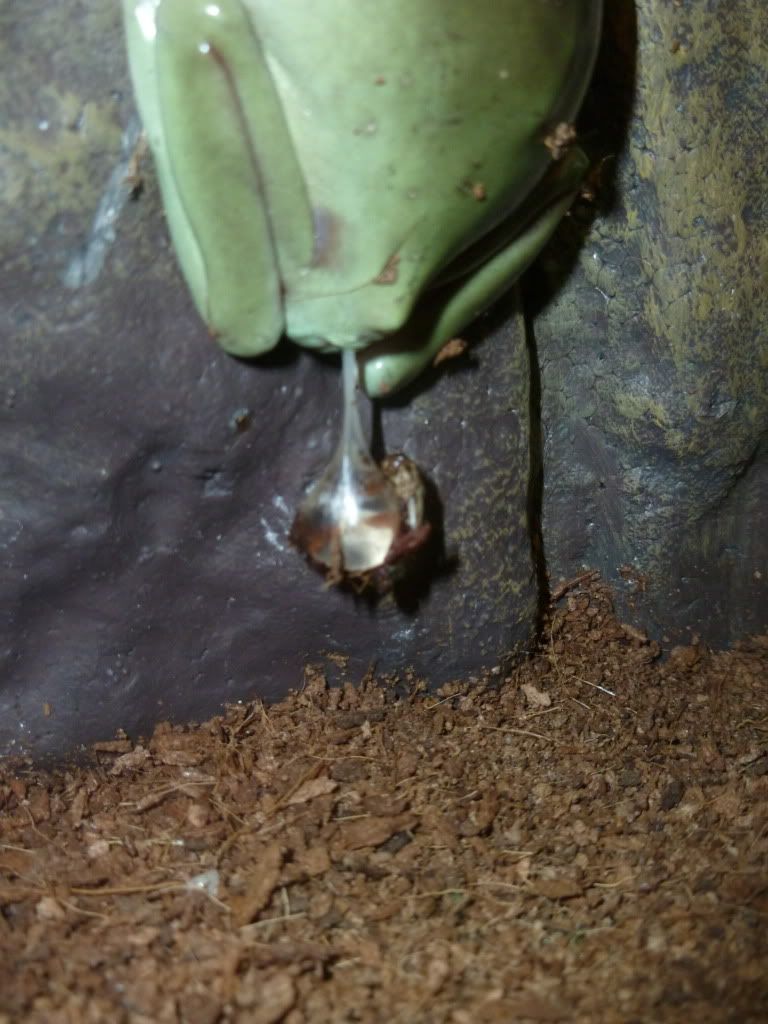 Two very sick White's Tree Frogs (Pictures) talk to the frog