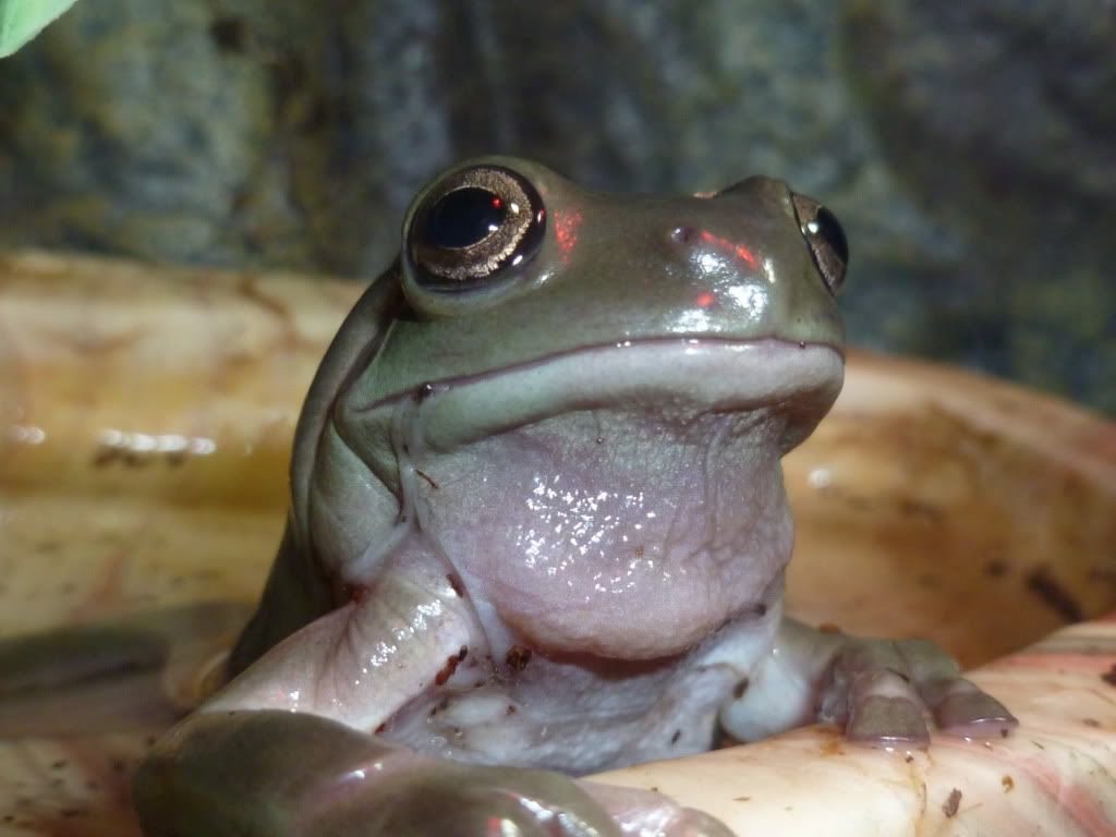Two very sick White's Tree Frogs (Pictures) talk to the frog