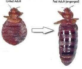 bed bugs photo: Bed Bug Guide CropperCapture3_zpsc8c43e00.jpg