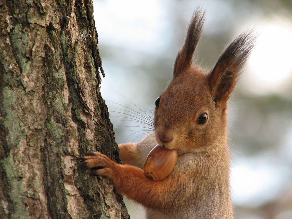 squirrel Pictures, Images and Photos