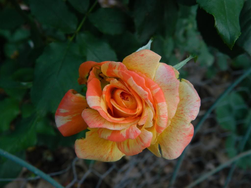 Andre Willemse June 2013 photo AndreWillemseBloomJune2013.jpg