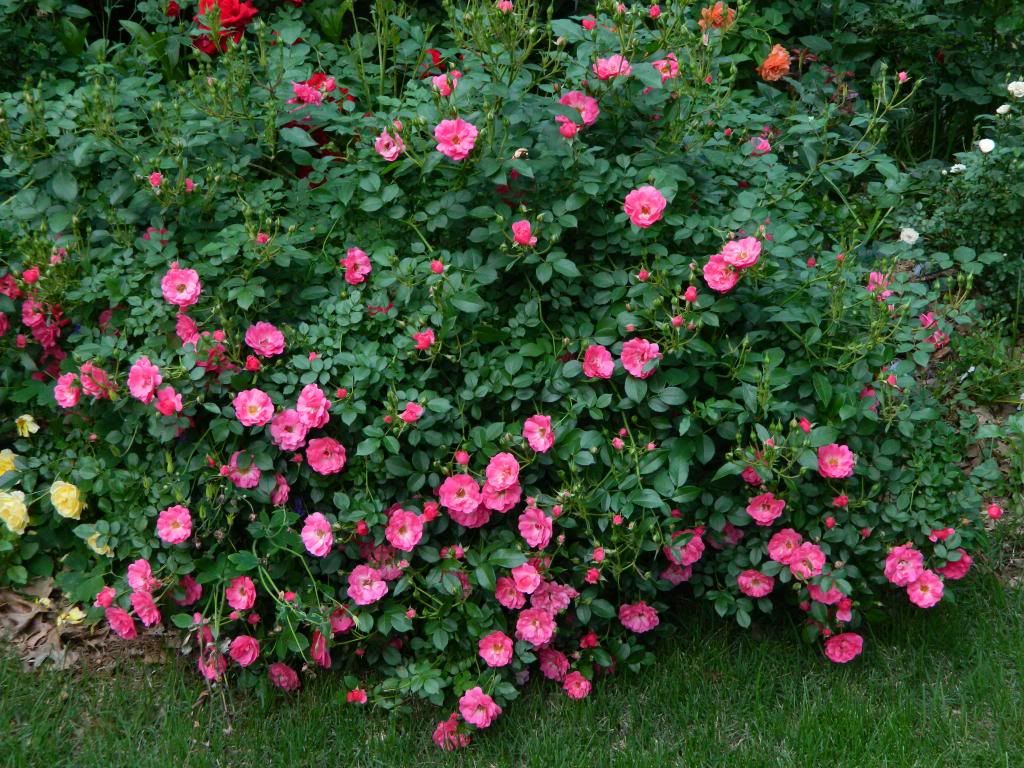 Bad Worishofen June 2013 photo BadWorishofenBushJune2013.jpg