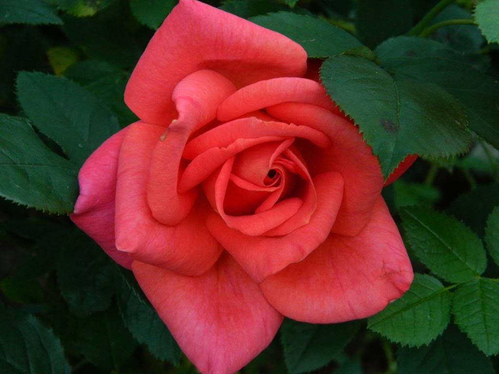 Buffy St. Marie Bloom June 2013 photo BuffyStMarieBloomJune2013.jpg