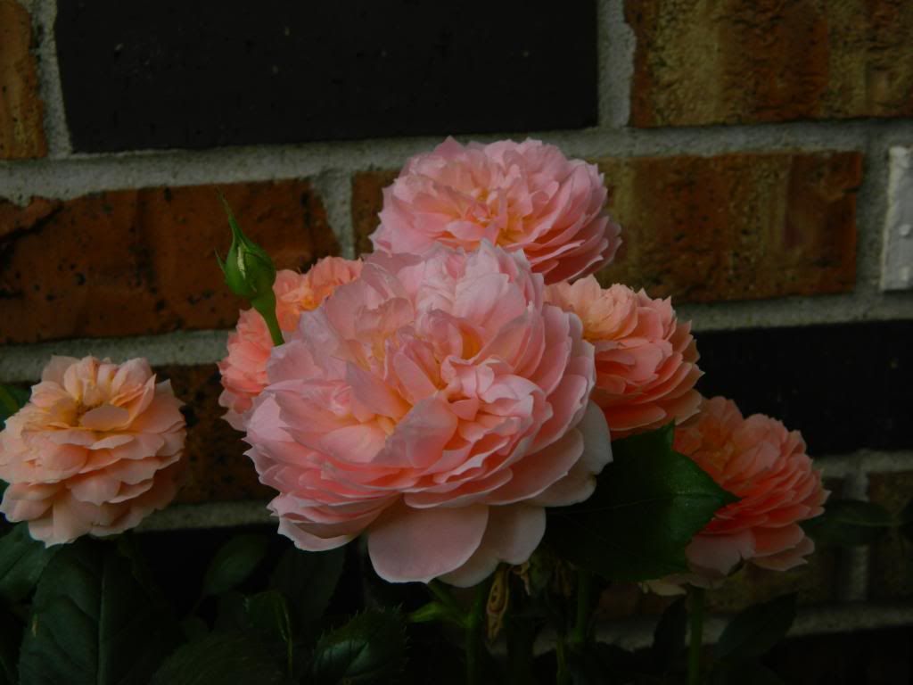 Carding Mill Spray June 2013 photo CardingMillSprayJune2013.jpg