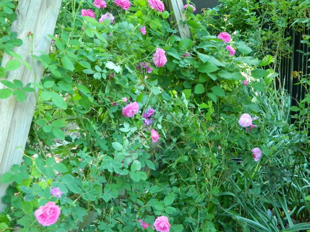 Reines des Violette JUne2013 photo DSCN0131.jpg