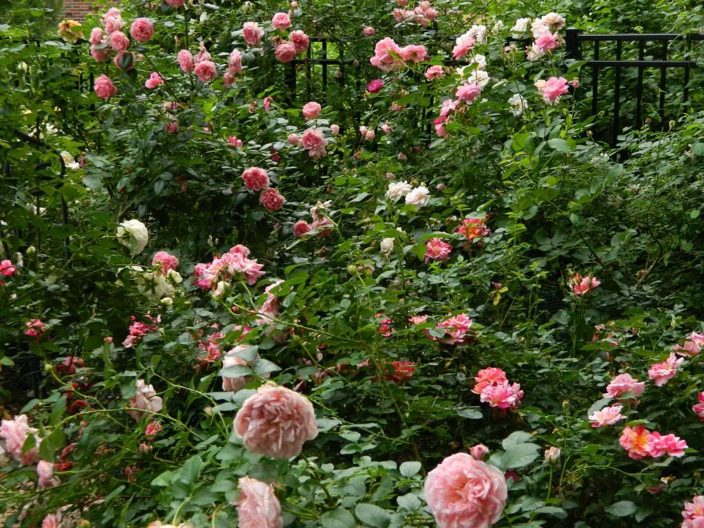 Far Back R Pinks June 2013 photo FarBackPinks.jpg