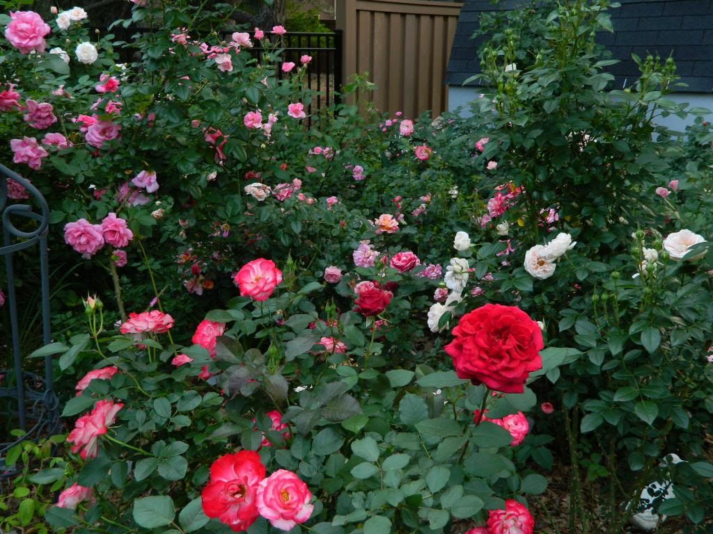 Far Back Right Red/Pink June 2013 photo FarBackREdgarDGd.jpg