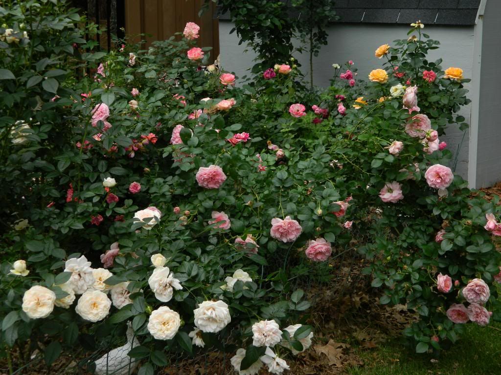 Far Back Right Shed June 2013 photo FarBackRShed.jpg