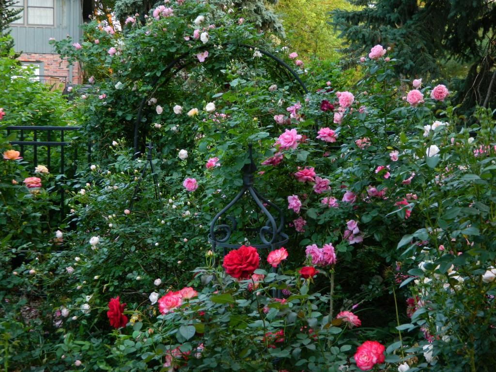 Far Back Center R Arch Good June 2013 photo FarBackRwArchGd.jpg