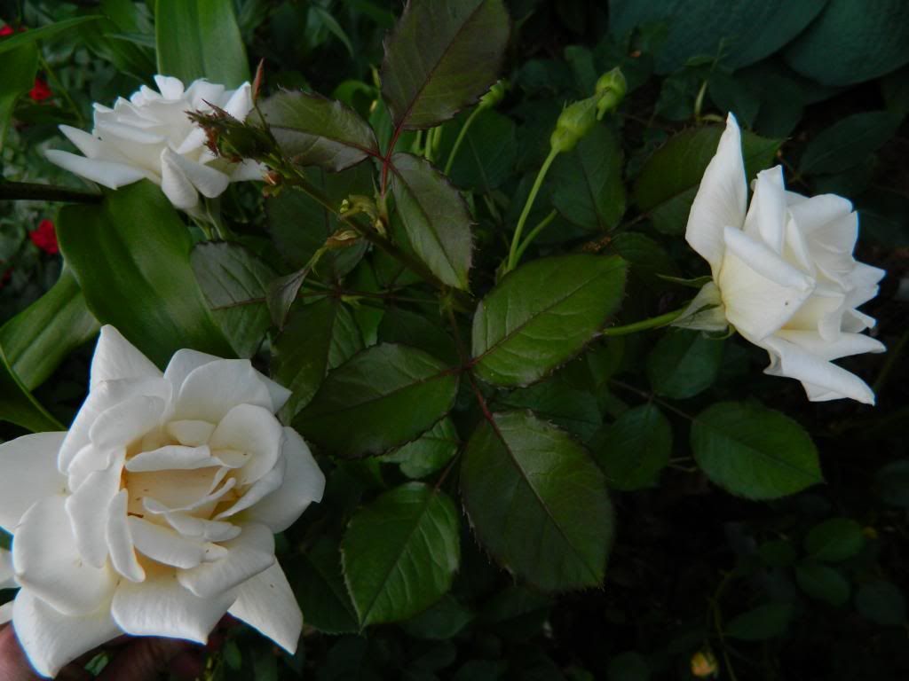 Francesca spray June 2013 photo FrancescaLgSprayJune2013.jpg