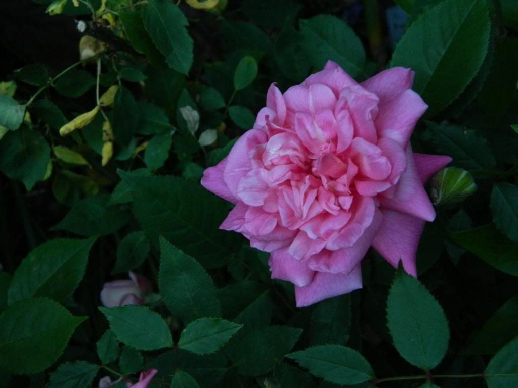 Georgetown Tea bloom June 2013 photo GeorgetownTeaBloomJune2013.jpg