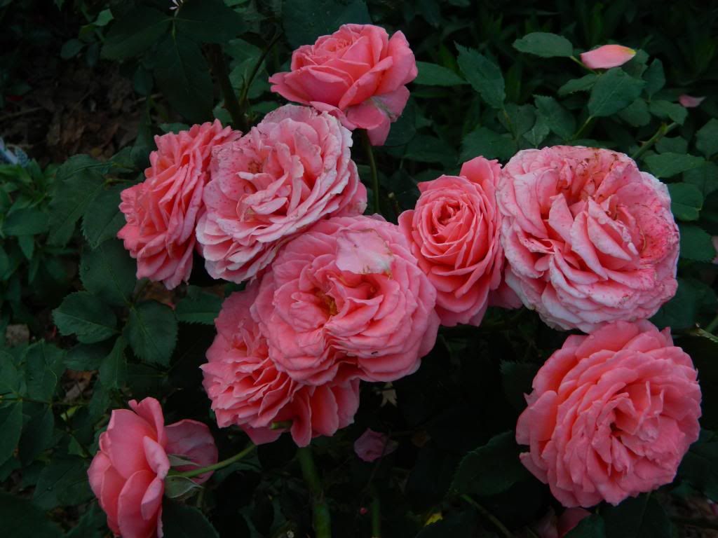 Grand Duc Henri Spray June 2013 photo GrandDucHenriLgSprayJune2013.jpg