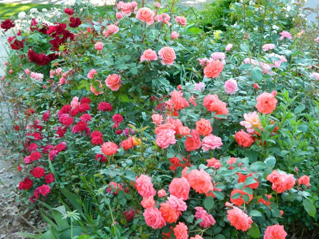 photo MailboxCornerGd.jpg