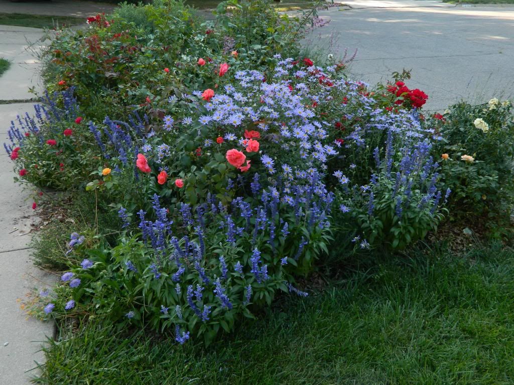 MailboxFall with asters August 2013 photo MailboxbedPerennAug2013.jpg