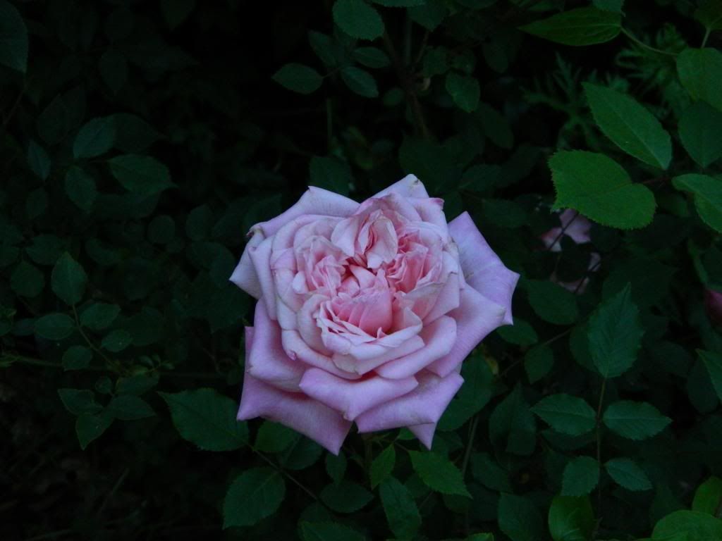 Maman Cochet Bloom June 2013 photo MamanCochetBloomJune2013.jpg