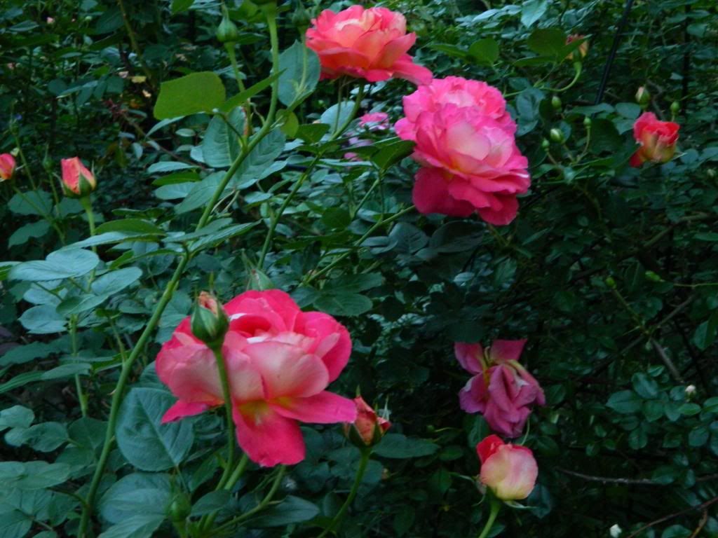 Meilland Decor Arlequin Spray photo MeillandDecorArlqLgSprayJune2013.jpg