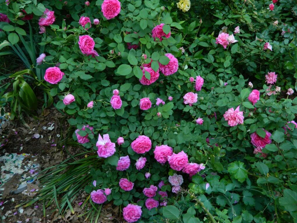 Mme IsaacPeriere Bush June 2013 photo MmeIsaacLow.jpg