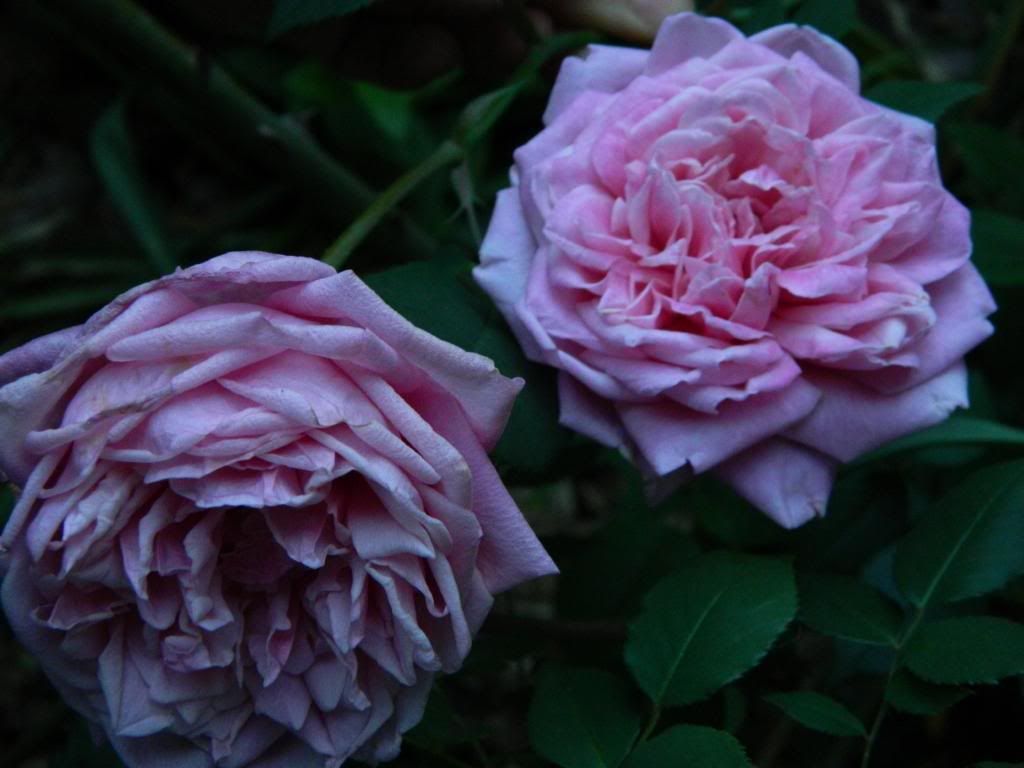 What color roses mean goodby The Meaning Of Color