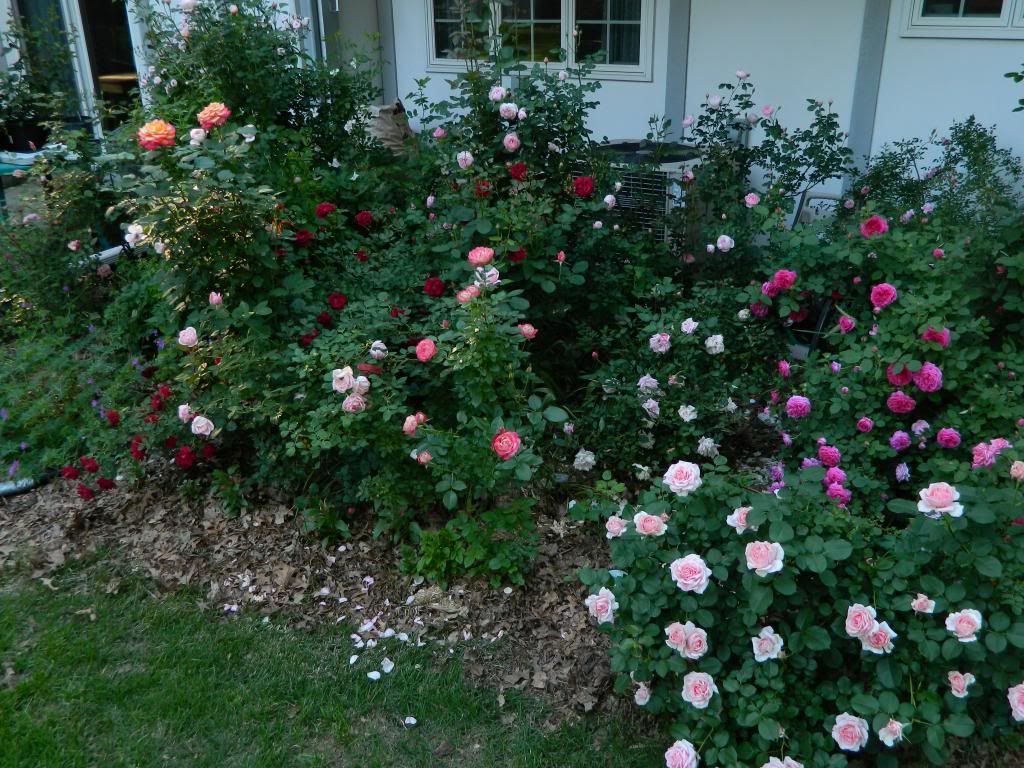 OGRHotSunGd June 2013 photo OGRHotSunGd.jpg