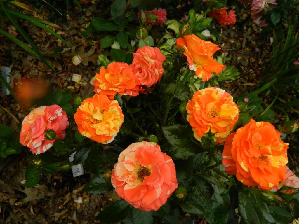 Oranges 'n' Lemons Spray June 2013 photo OrangesnLemonsoldsprayJun2013.jpg