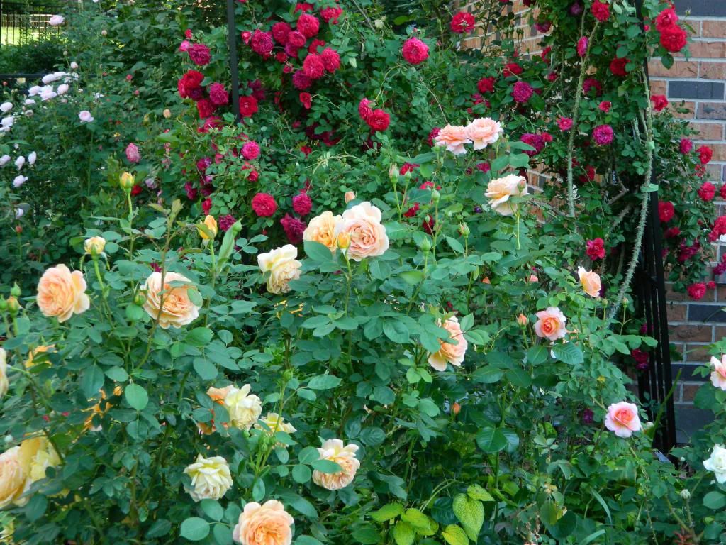 PrairieSunriseQGd June 2013 photo PrairieSunriseQGd.jpg