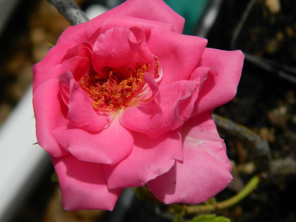 RVMystery1 May 2014 photo RogueValleymystery1May2014.jpg