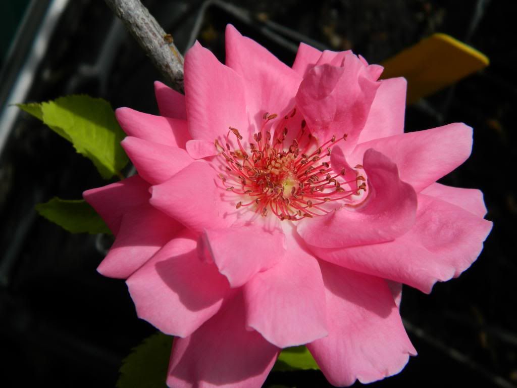 RVMystery3 May 2014 photo RogueValleymystery3May2014.jpg