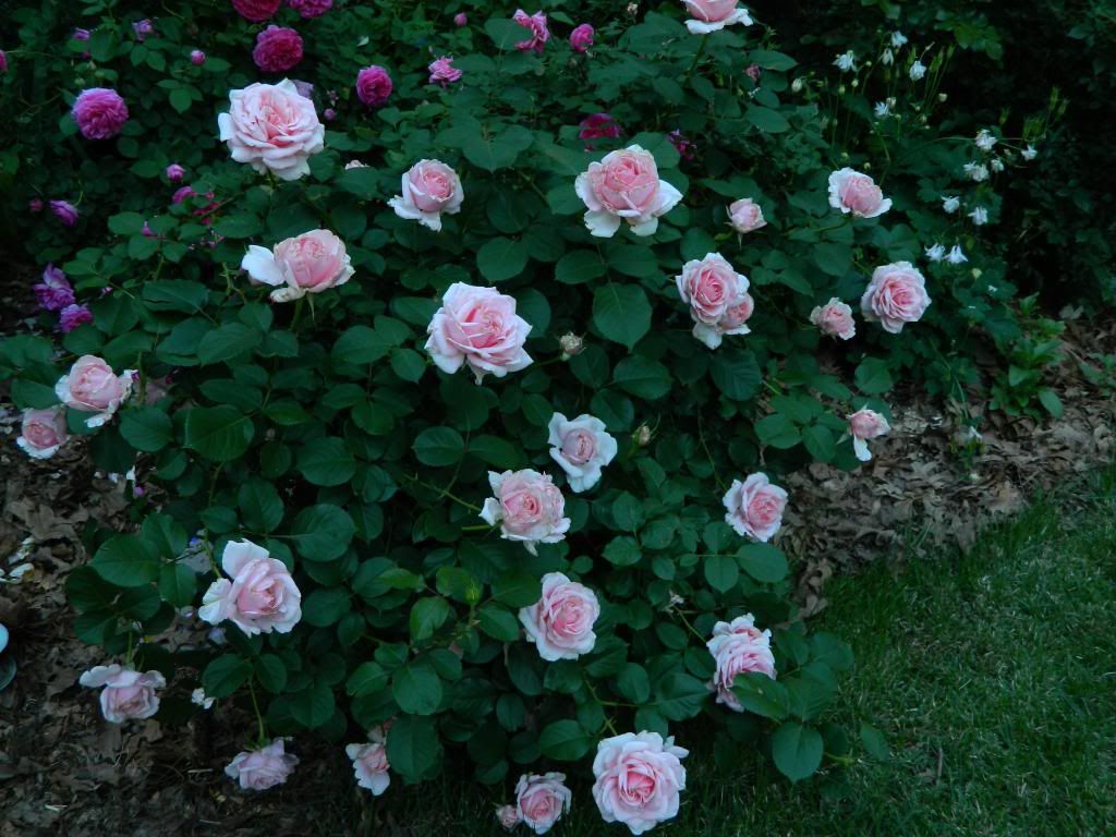 Savoy Hotel bush June 2013 photo SavoyHotelBushJune2013.jpg