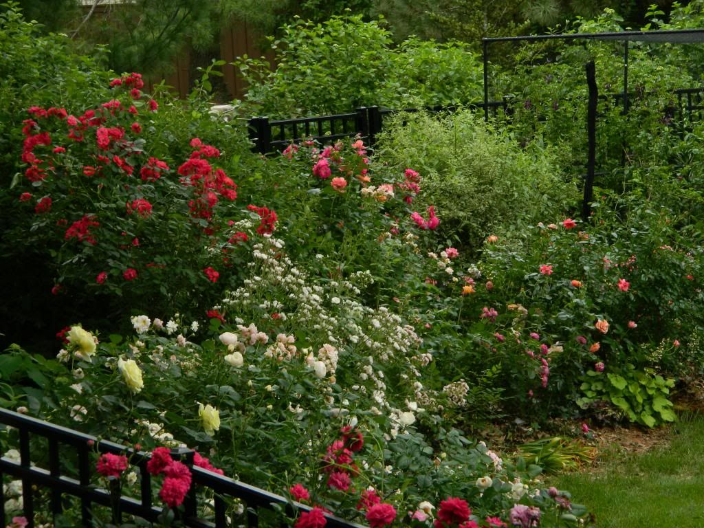 ShadeFrom B's June 2013 photo ShadeFromBs.jpg