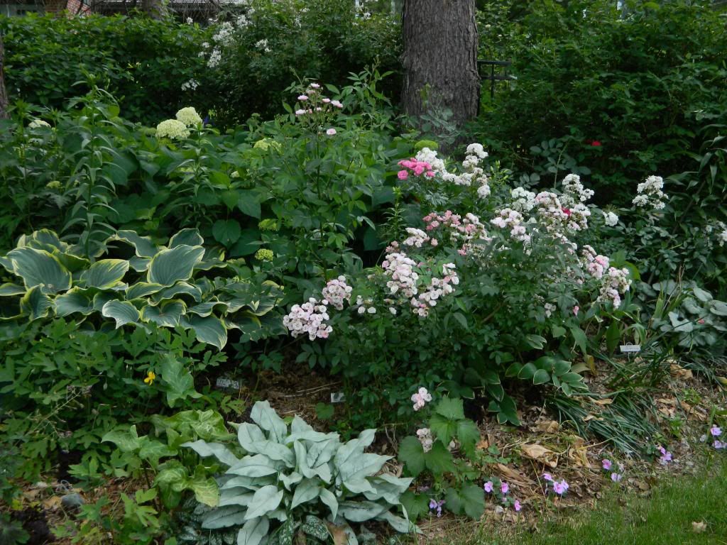 photo ShadeLHybridMusksJune2014.jpg