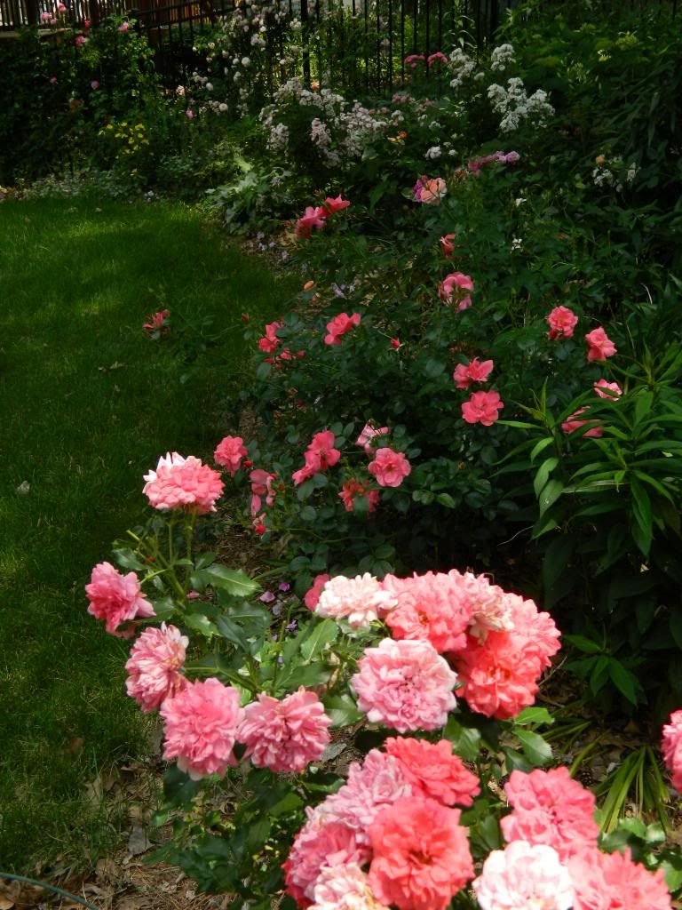 photo ShadeRampRosUterJune2014.jpg