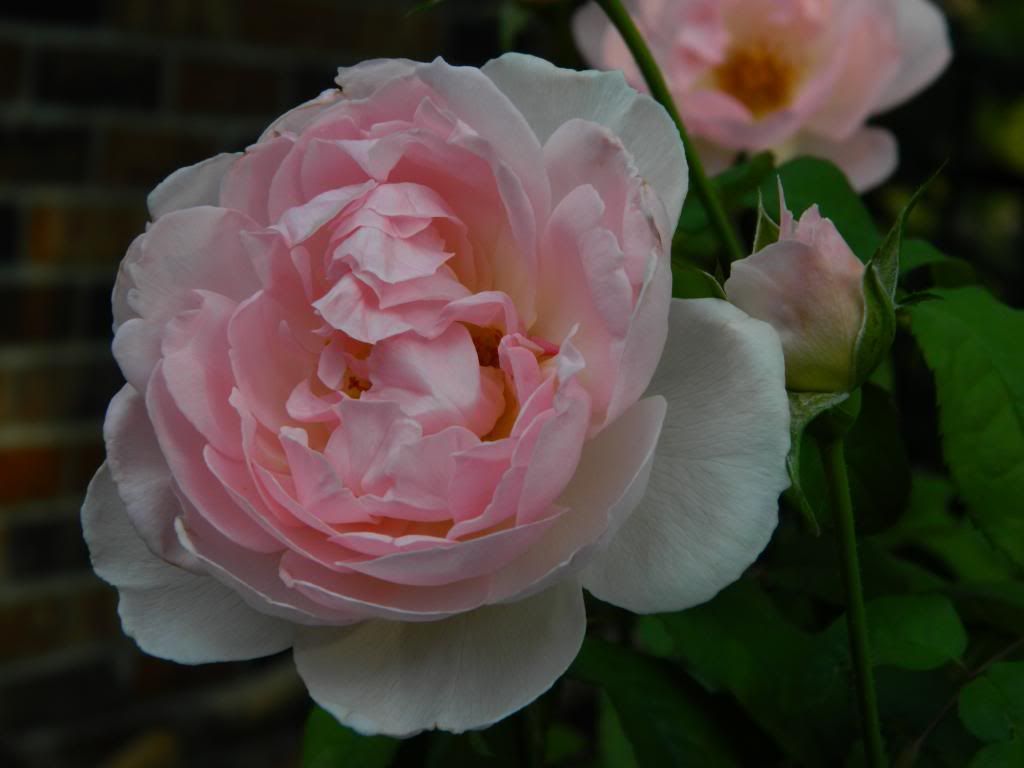  photo SharifaAsmaBloomAug20132.jpg