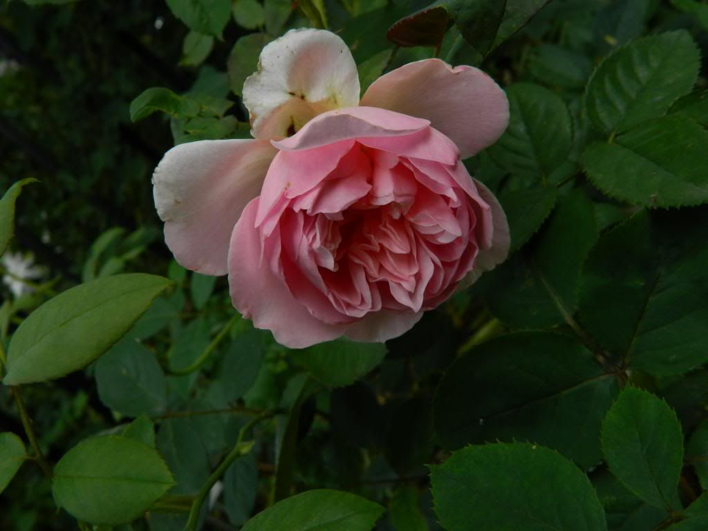 Sonia Rykiel Bloom June 2013 photo SoniaRykielBloomJune2013.jpg