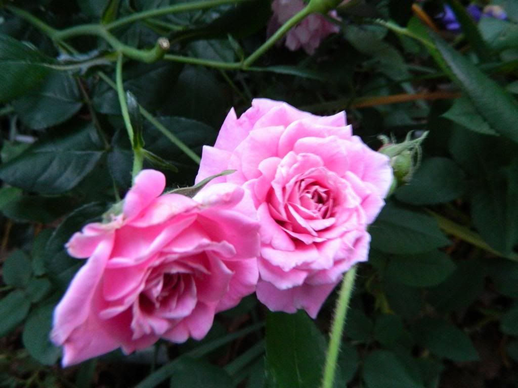 St. Elizabeth of Hungary June 2013 photo StElizofHungaryBloomsJune2013.jpg