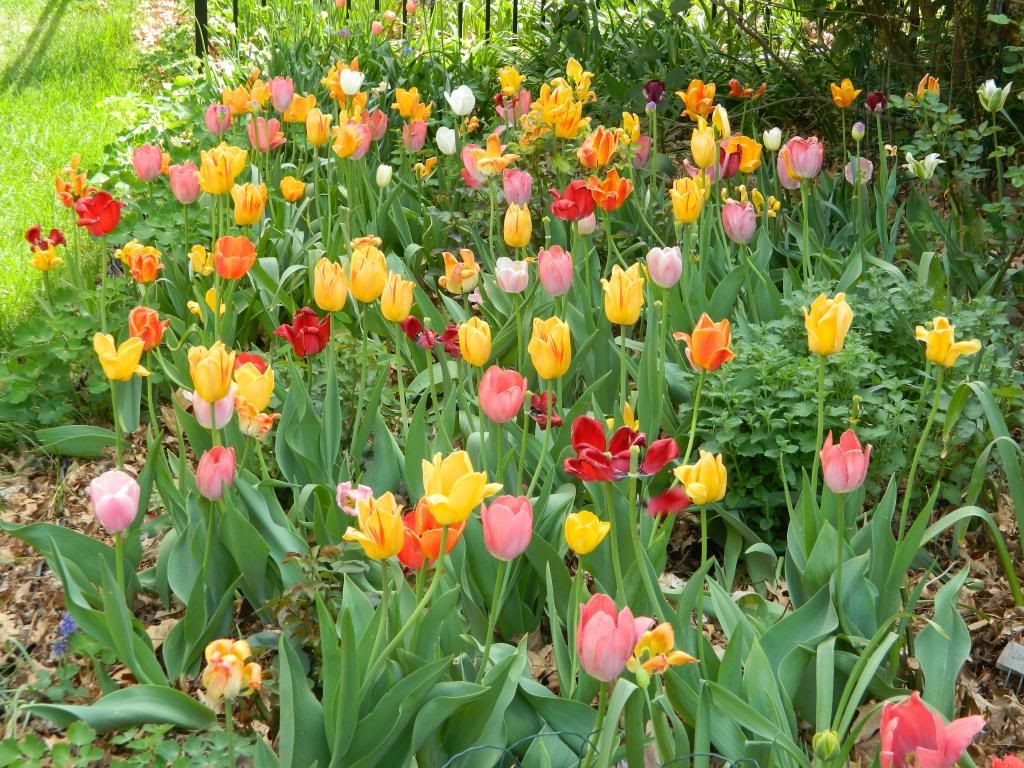 TulipEastSide May2014 photo TulipEastSide1May2014.jpg