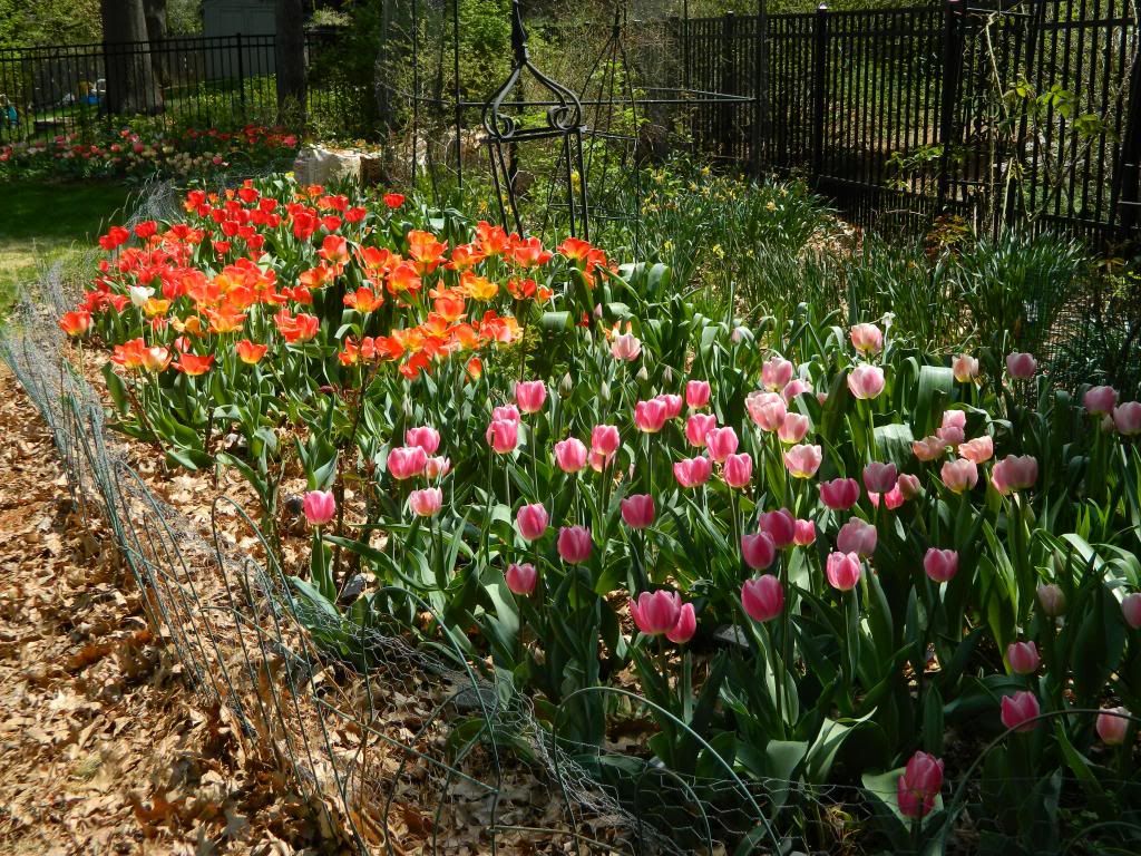 Tulip FarBack1 May 2014 photo TulipFarBack1May2014.jpg