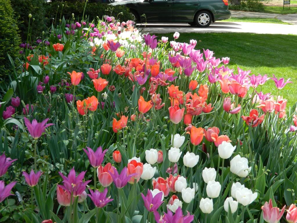 TulipFront3 May 2014 photo TulipFront3May2014.jpg