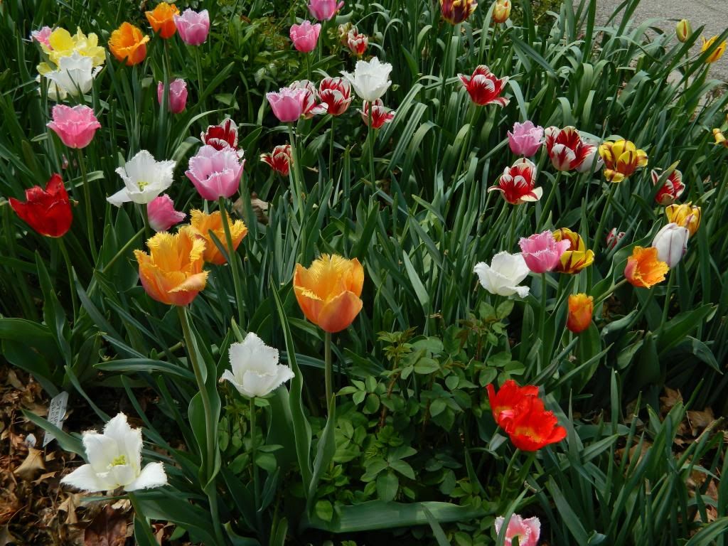 TulipMailbox4 May 2014 photo TulipMailbox4May2014.jpg