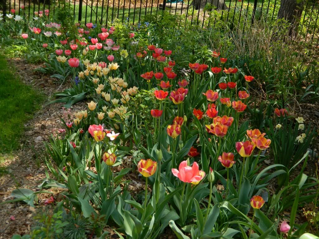 TulipShadeR May 2014 photo TulipShadeRMay2014.jpg