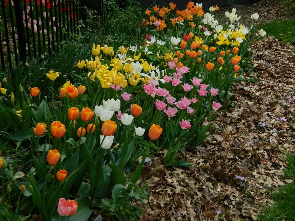 TulipWestSide5 May 2014 photo TulipWestSide5May2014.jpg