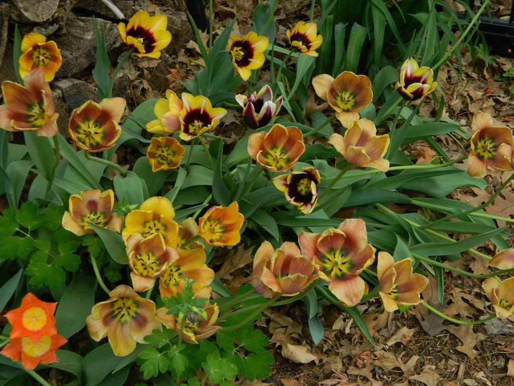 TulipWoodpileFaded May 2014 photo TulipWoodpileFadedMay2014.jpg