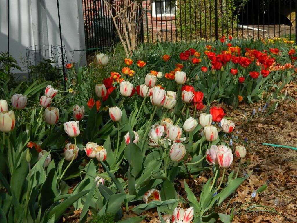 TulipsHotSun April 2014 photo TulipsHotSunApr2014.jpg