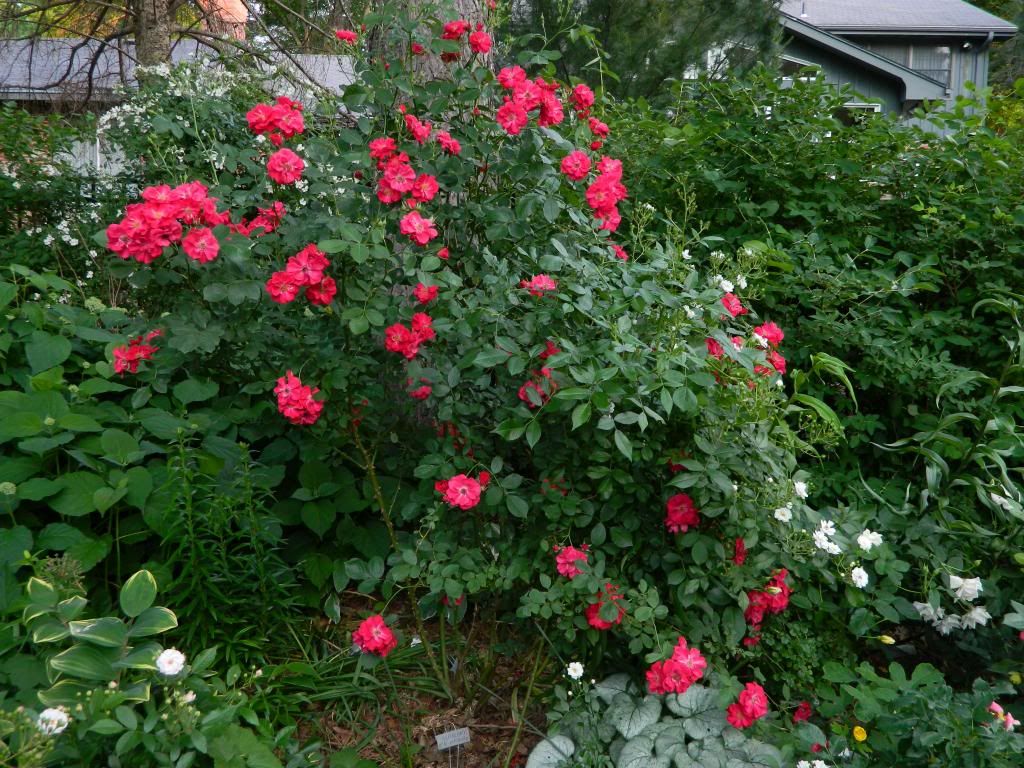 Wilhelm June 2013 photo WilhelmGd-1.jpg