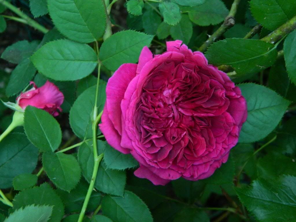 Wm Shakespeare 2000 June 2013 photo WmShaksBudBloomJune2013.jpg