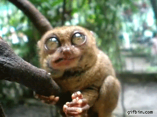 reverse-1326398199_lemur_om_nom_nom.gif
