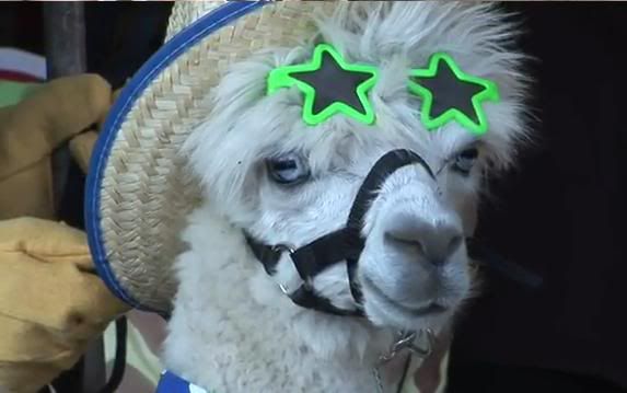 LLAMAS-IN-COSTUME-2.jpg