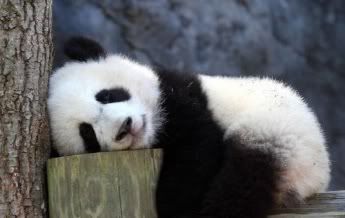 panda-at-rest2.jpg