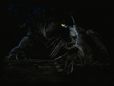  photo pantera2_zpsxrtojyuk.gif