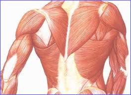 HUman Muscles Muscles Anatomy